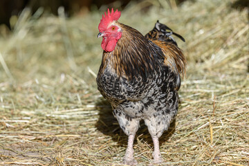 Free-ranging barnyard rooster with colorful plumage, outdoor breeding.