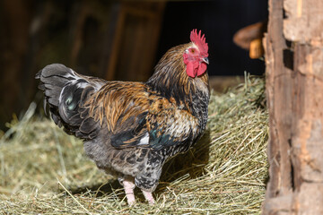 Free-ranging barnyard rooster with colorful plumage, outdoor breeding.