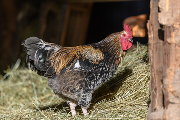 Free-ranging barnyard rooster with colorful plumage, outdoor breeding.
