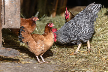 Raising free-range chickens in the open air on a farm.