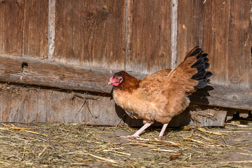 Brown hen roaming free on a farm.