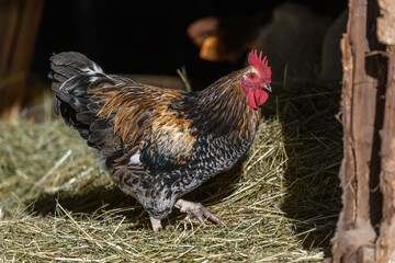 Free-ranging barnyard rooster with colorful plumage, outdoor breeding.