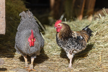 Raising free-range chickens in the open air on a farm.