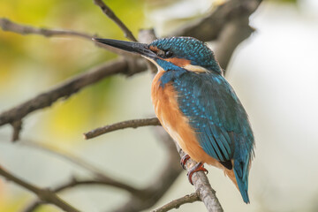 Kingfisher (Alcedo atthis) perched in a tree.