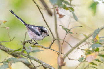 Long-tailed tit (Aegithalos caudatus) perched in a tree.