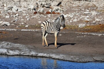 Zebrafohlen (Equus quagga) am Wasserloch Halali im Etoscha Nationalpark in Namibia. 