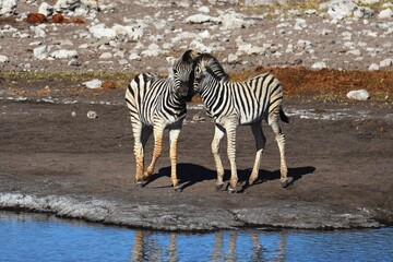 Zebrafohlen (Equus quagga) am Wasserloch Halali im Etoscha Nationalpark in Namibia. 