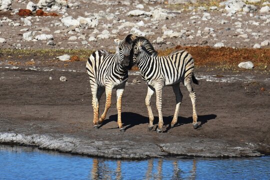 Zebrafohlen (Equus quagga) am Wasserloch Halali im Etoscha Nationalpark in Namibia. 
