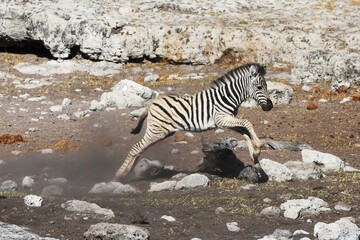 Zebrafohlen (Equus quagga) am Wasserloch Halali im Etoscha Nationalpark in Namibia. 