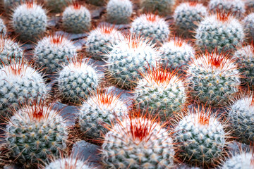 Obraz premium Mammillaria cactus easy to grow cacti with short thorns. Evergreen tropical thorny plant for home decoration. Desert cactus with beautiful pink blossom.