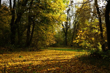 Jesień, autumn, Poland 