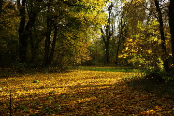 Jesień, autumn, Poland 