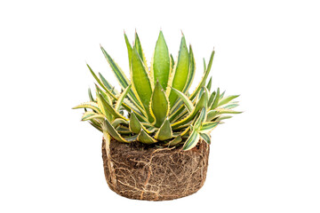 Agave americana root bound plant