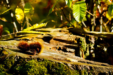 Autunno sull'Appennino Emiliano. Panorami autunnali delle montagne bolognaesi. Bologna, Emilia Romagna. Italia