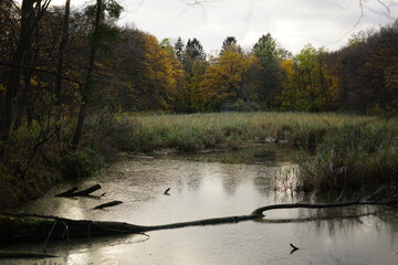 Jesień, autumn, Poland 