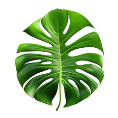 Lush Foliage Monstera on White or PNG Transparent Background.