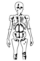 Abstract silhouette of a human skeleton. Isolated on white background