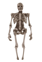 Abstract silhouette of a human skeleton. Isolated on white background