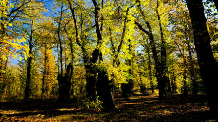 Fototapeta premium Autunno sull'Appennino Emiliano. Panorami autunnali delle montagne bolognaesi. Bologna, Emilia Romagna. Italia