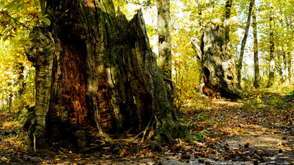 
Autunno sull'Appennino Emiliano. Panorami autunnali delle montagne bolognaesi. Bologna, Emilia Romagna. Italia
