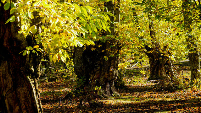 
Autunno sull'Appennino Emiliano. Panorami autunnali delle montagne bolognaesi. Bologna, Emilia Romagna. Italia