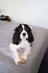 Cavalier King Charles Spaniel on the bed