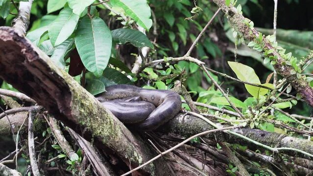 The green anaconda, Eunectes murinus, also giant or common anaconda, common water boa, is found in South America and the heaviest snake species, it is a non venomous constrictor