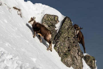 Mountain goats in winter scenery encountered during trekking in the High Tatras