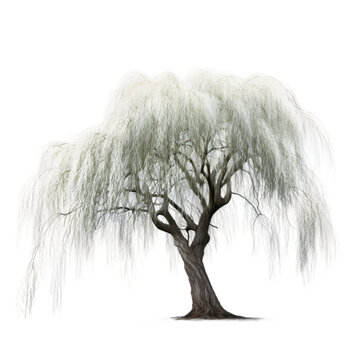 Weeping Tree on White or PNG Transparent Background.