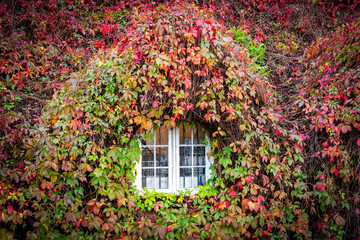 house covered in red Virginai Creeper in autumn - obrazy, fototapety, plakaty
