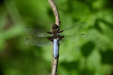Blue dragonfly with broken wing on a branch