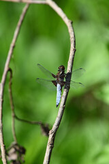 Dragonfly on a branch with green backgroung