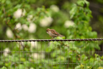 Small bird on a wire fence