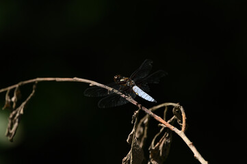 Dragonfly on a branch