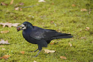 
Rook (Corvus frugilegus) eating Quercus rubra fruit. Hanover, Germany.
