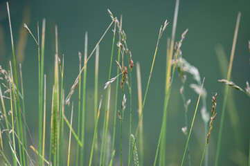 Tiny orange bug on some grass