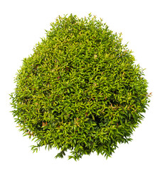 Tropical plant fence bush tree isolated on white background with clipping path.