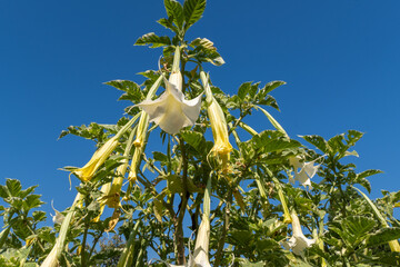 Angel's Trumpet or Brugmansia Versicolor plant blooming