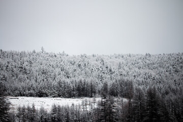 Photo of the winter forest during the snowfall in Magadan, Russia. Snow showers on the trees and hills. Fog and haze, low visibility due to snowstorm. Extreme weather conditions
