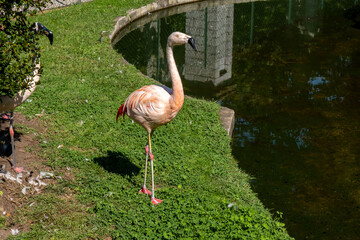 Flamingo bird at Villa Pallavicino zoo. Stresa. Piedmont. Italy