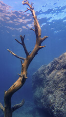 Arbre sous la mer Décor sous marin