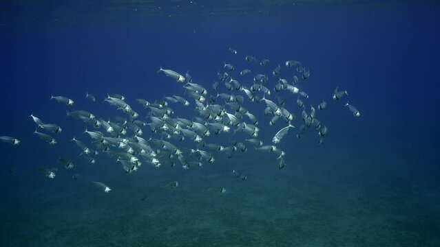 Large school of Striped mackerel or Indian mackerel (Rastrelliger kanagurta) swimming with open mouths and eating filtering for plankton under surface of dark blue Ocean, Slow motion