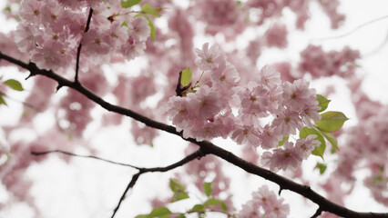 Closeup shot of cherry blossom in april