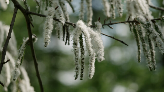 shot of blossomin aspen in spring