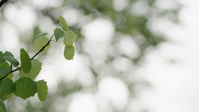 shot of fresh aspen leaves