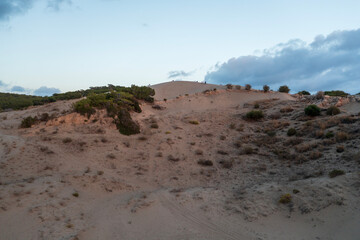 Top view of a sandy beach with a beautiful pattern of dunes, grass and shrubs formed from the water, in the bright sunset light of summer. Photograph with drone in the form of texture and background