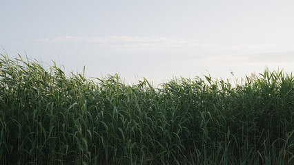 reed swaying on the wind in sunset light