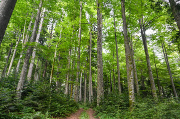 Trees in the forest. Green leaves on the branches. Beautiful deciduous forest on the mountain.