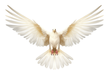Dove Flying Front View Isolated on Transparent Background
