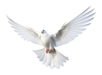 Dove Flying Isolated on Transparent Background
